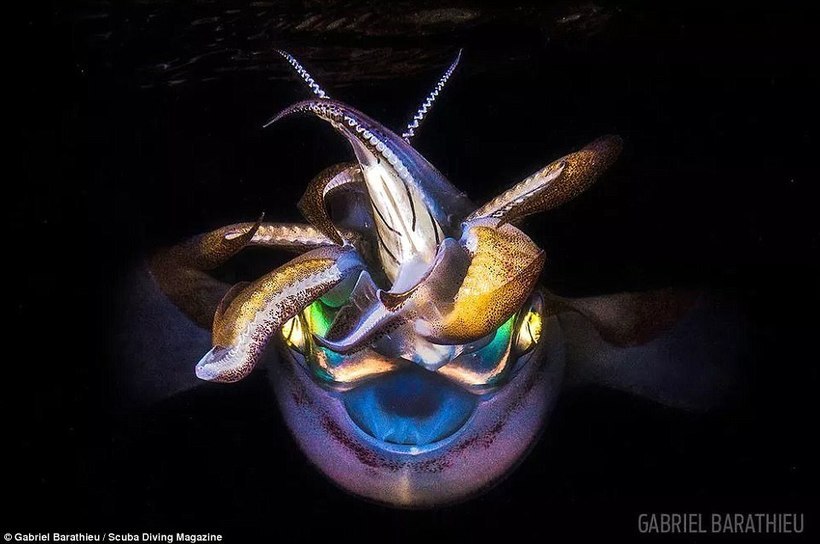 10 Amazing Scuba Diving Magazine Winning Underwater Photography Contest Winners - The photo, Diving, Longpost