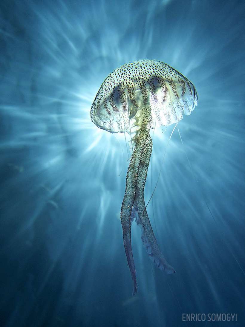 10 Amazing Scuba Diving Magazine Winning Underwater Photography Contest Winners - The photo, Diving, Longpost