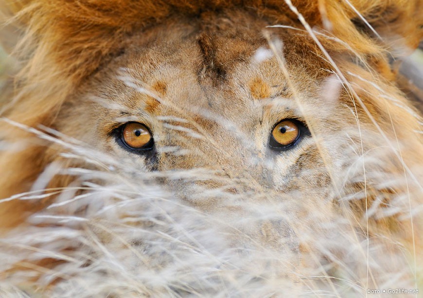 Фото дикой Африки - Львы - The National Geographic, Дикая природа, Фотография, Животные, Лев, Африка, Длиннопост