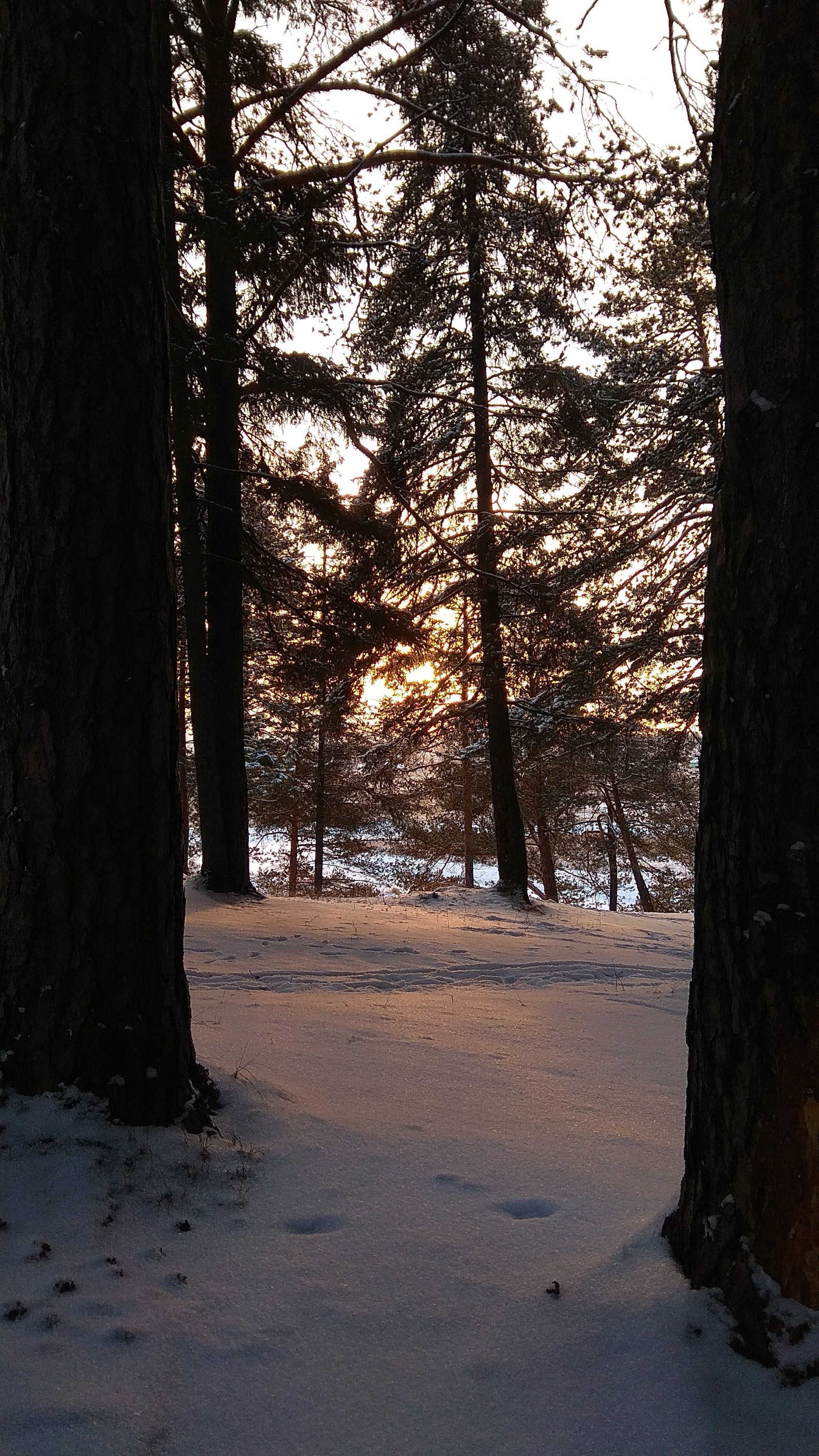 Perm Territory, environs of the city of Kudymkar. - My, Winter, Forest, The sun, Beginning photographer, Photo on sneaker, I want criticism, Perm Territory, Longpost