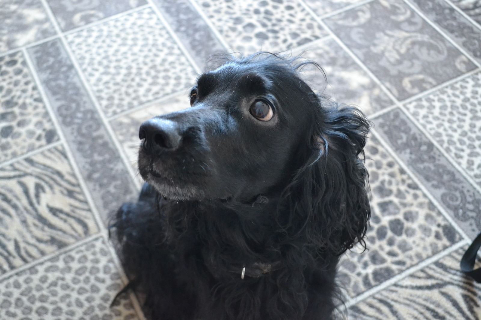 When the owner eats something, but does not share with you - My, Spaniel, Dog, Pet, Cocker Spaniel, Pets