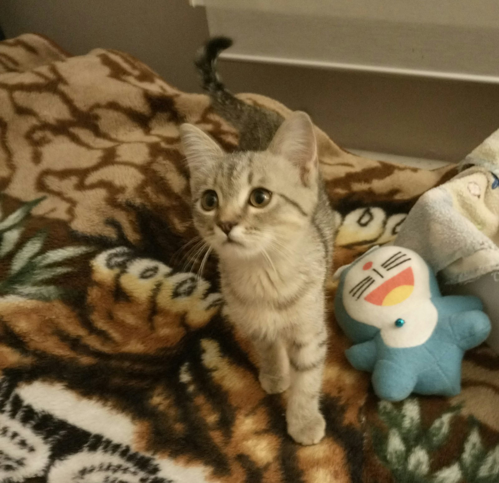 I will give the kitten - Moscow, In good hands, , cat, Looking for a home