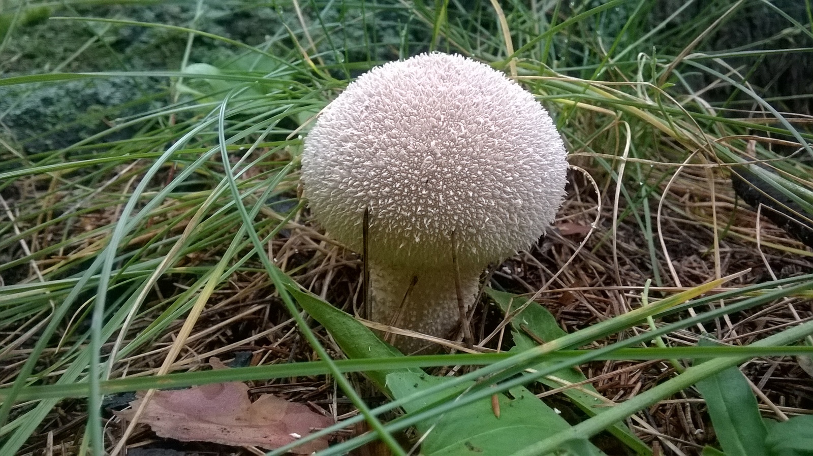 handsome mushroom - My, Nature, Mushrooms, Miracle Mushrooms, beauty, Autumn