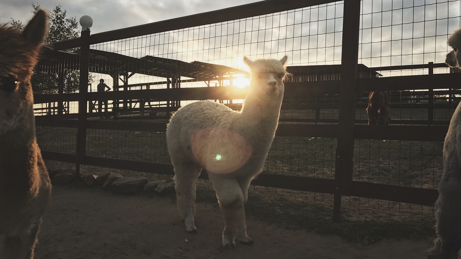 Alpaca - My, Alpaca, Farm, , 