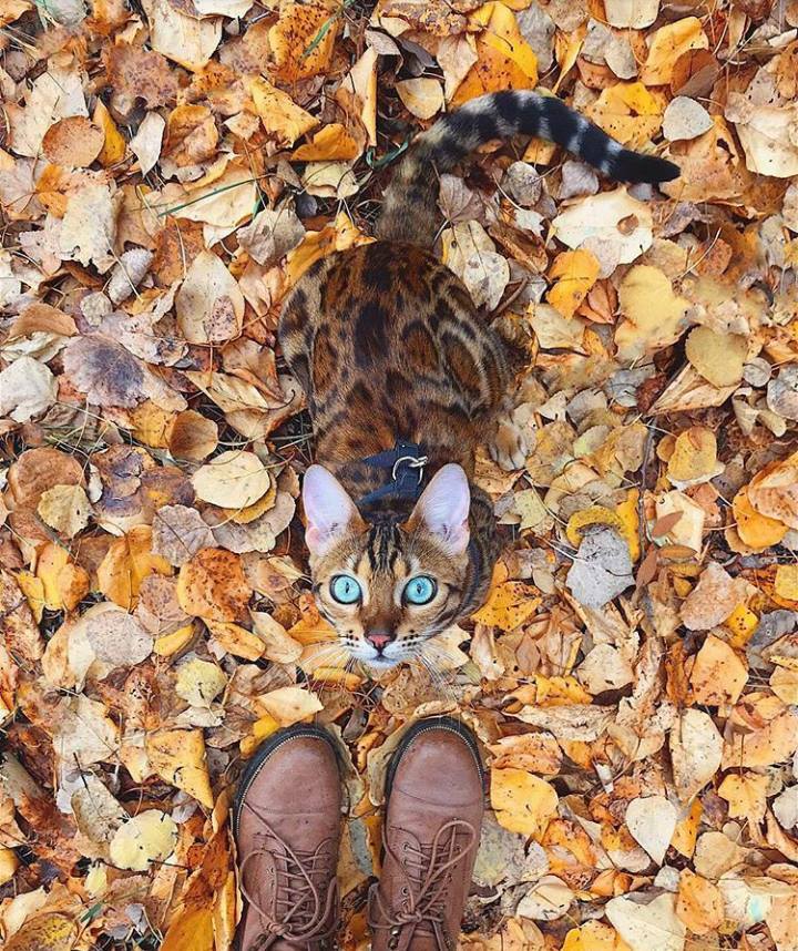 Blue eyed - cat, Animals, Nature, The photo