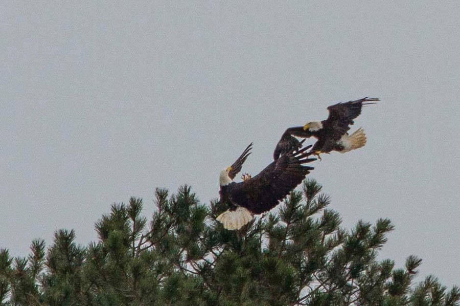 Saving Birdzilla - Bald eagle, Canada, The rescue, Birds, Longpost