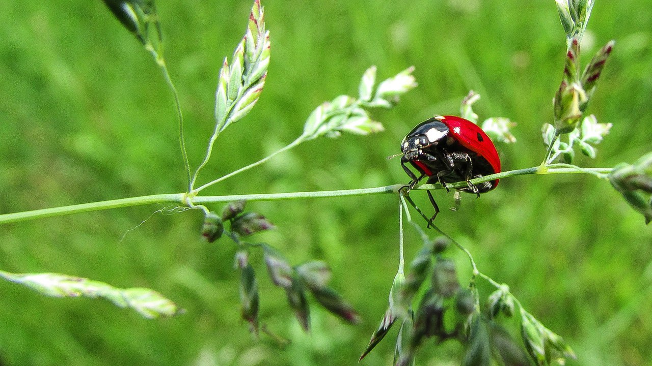 Nature - My, Nature, , Macro, Longpost, Macro photography