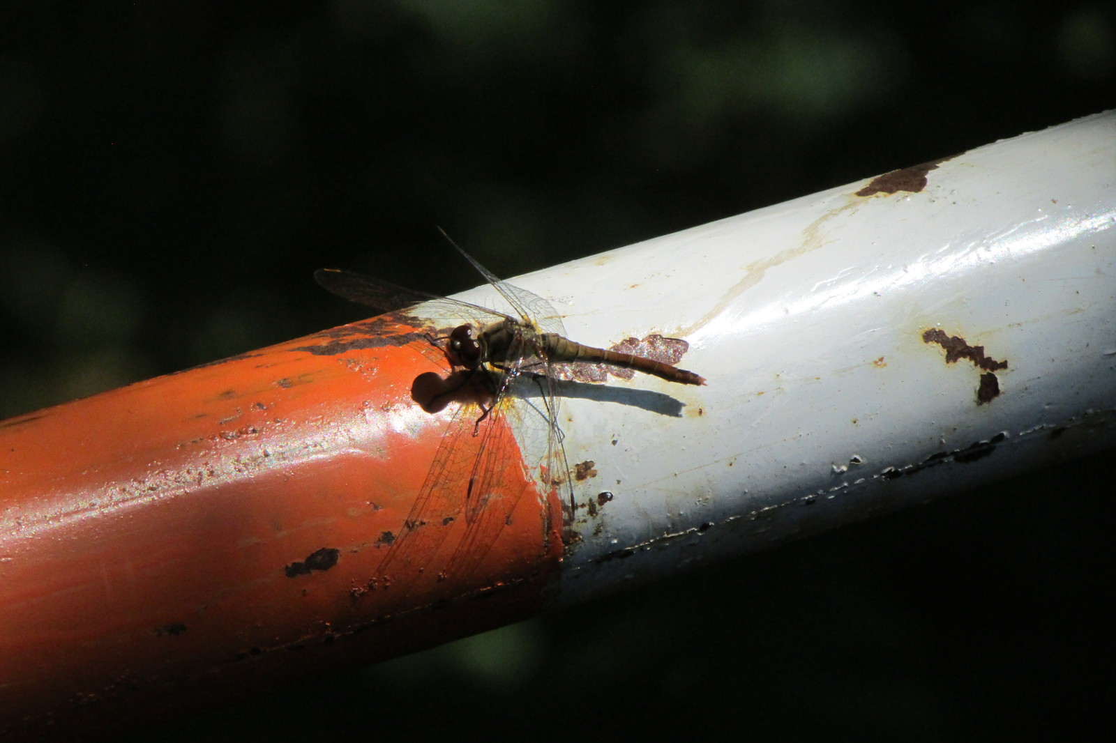 Nature - My, Nature, , Macro, Longpost, Macro photography