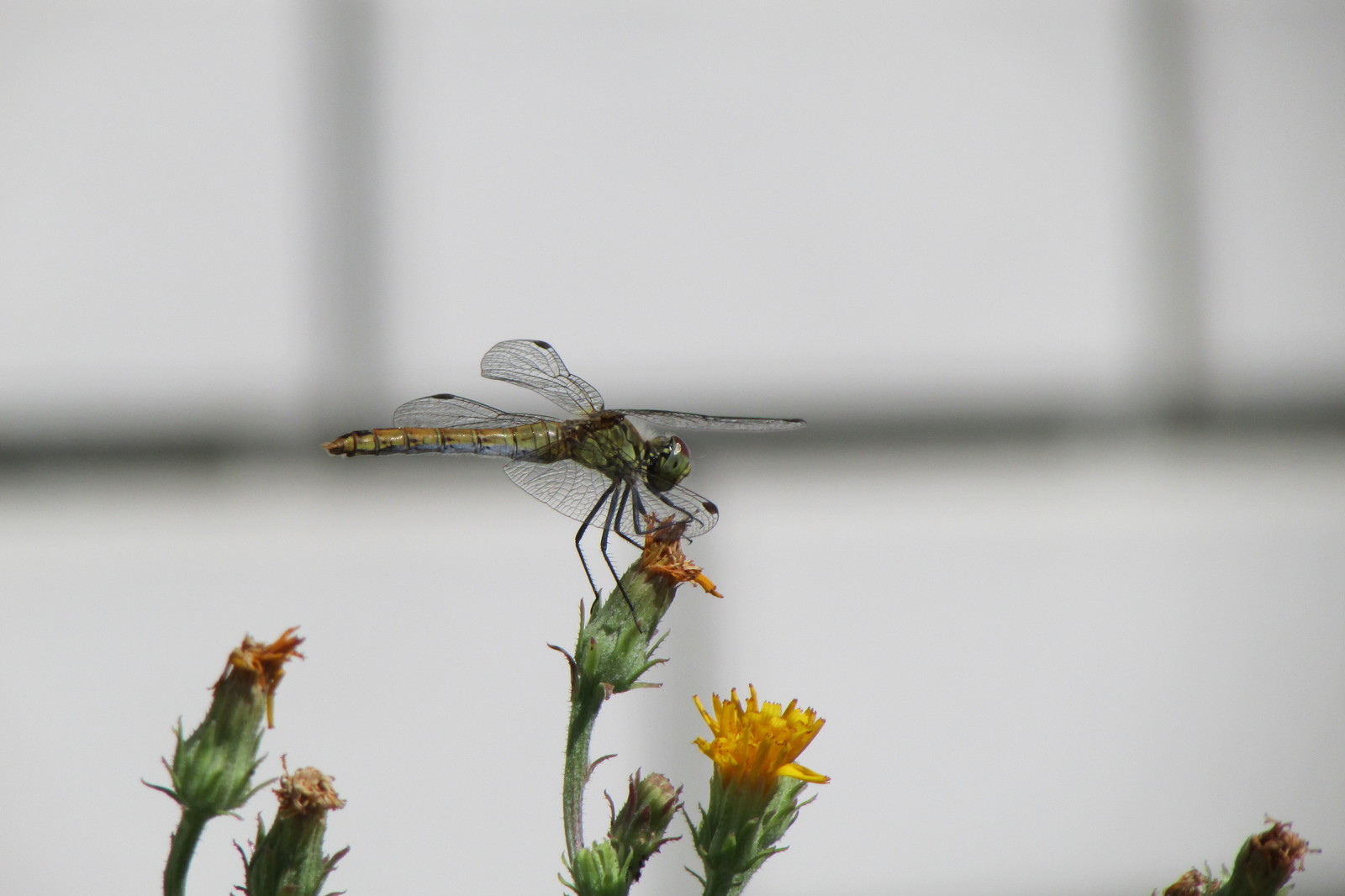 Nature - My, Nature, , Macro, Longpost, Macro photography