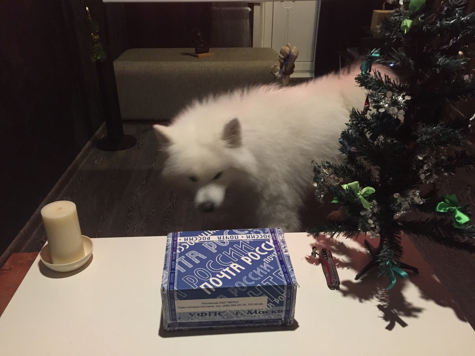 New Year's mood post - My, Samoyed, Magic, Presents, Thinking out loud, Longpost, , Gift exchange, Secret Santa, Thoughts