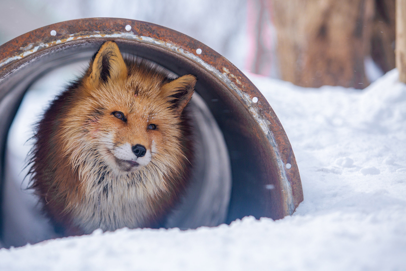 Pretty girl ^_^ - Fox, Pipe, Animals