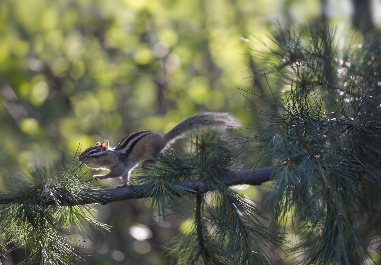 Like a chipmunk went for cones =) - Yakutia, Neryungri, Chipmunk, Cones, Not mine, Longpost