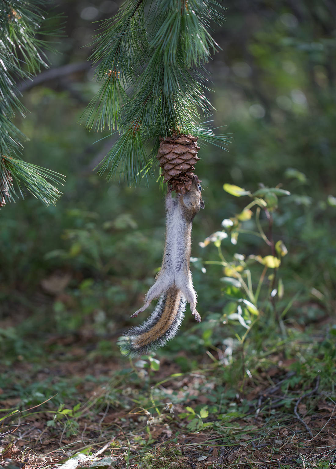 Like a chipmunk went for cones =) - Yakutia, Neryungri, Chipmunk, Cones, Not mine, Longpost