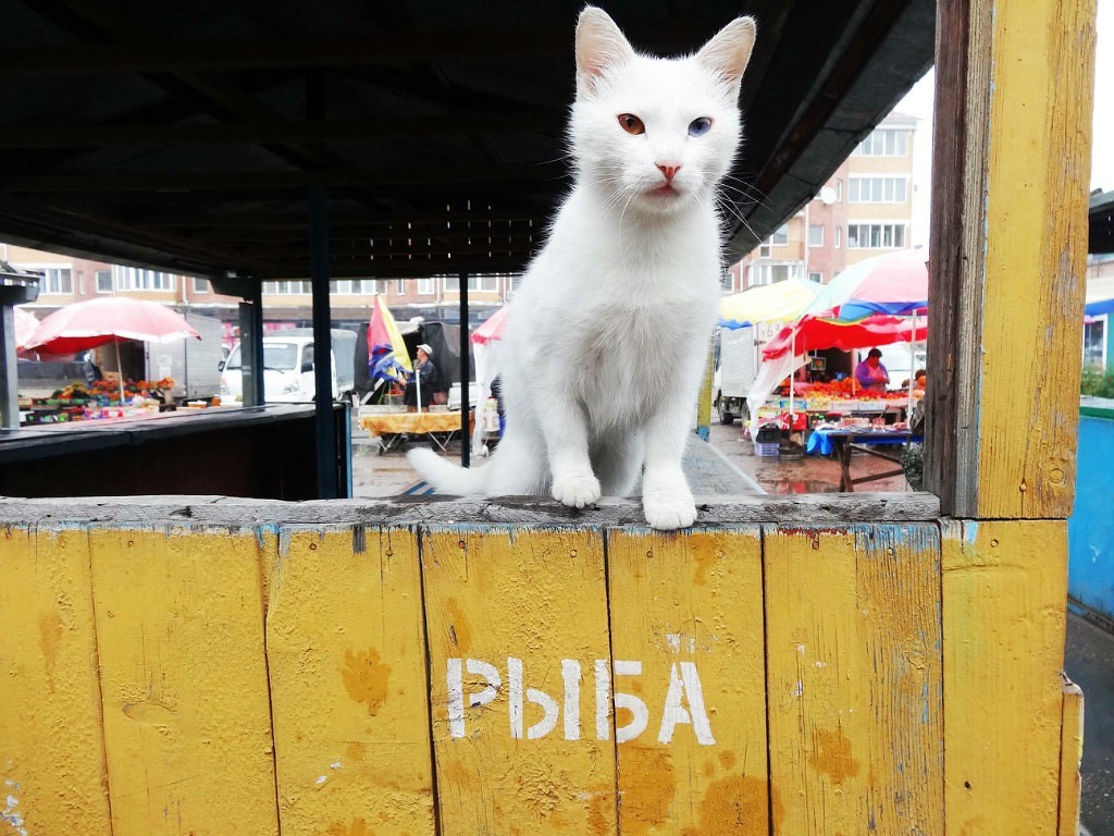 Here you are and hello!!! Where is the fish? - The street, Market, Counter, cat