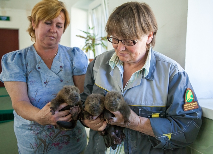 Protected Russia. - My, Reserve, Pa, Anniversary, Nature, Protection of Nature, Voronezh Reserve, Longpost, Reserves and sanctuaries