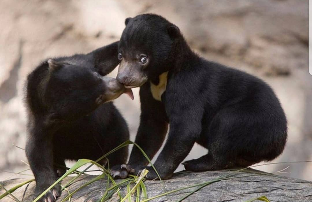 Your face when a stranger kisses you - Relationship, The Bears