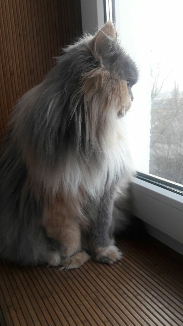 Waiting for the snow - My, cat, Expectation, No snow, Winter, Longpost