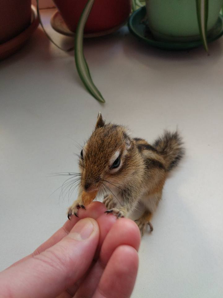 Entertaining Chipmunk. - My, Chipmunk, Exot, Longpost