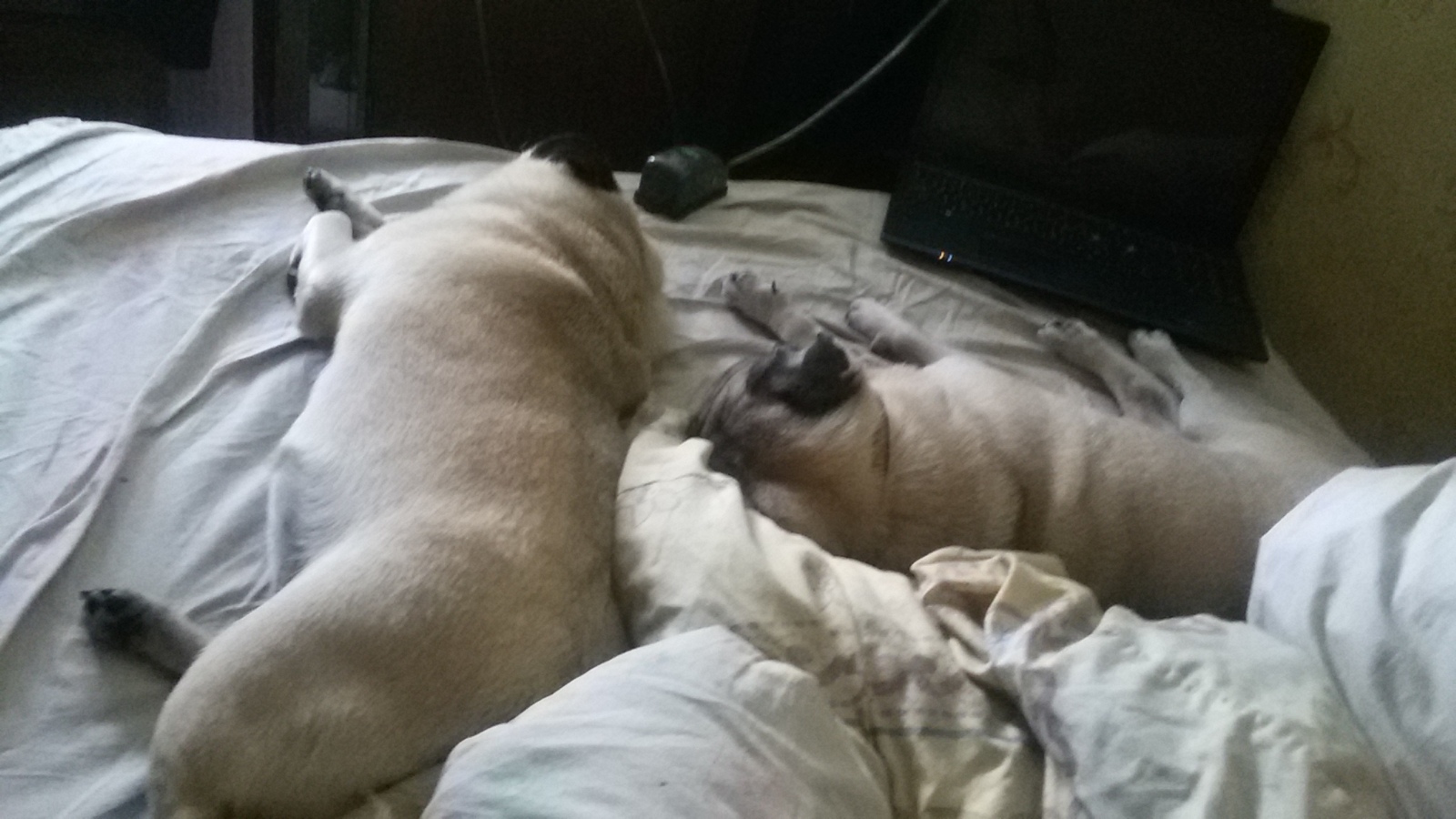 New friend - My, Pug, Dog, Overexposure, Longpost