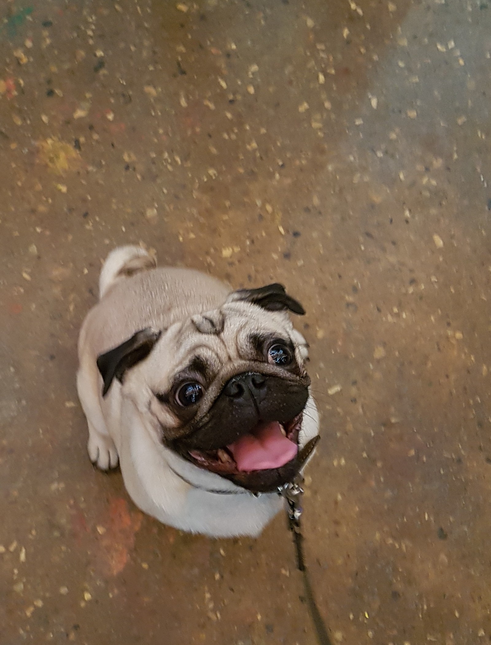 Meet Eric the Pug - My, Pug, Dog, Longpost