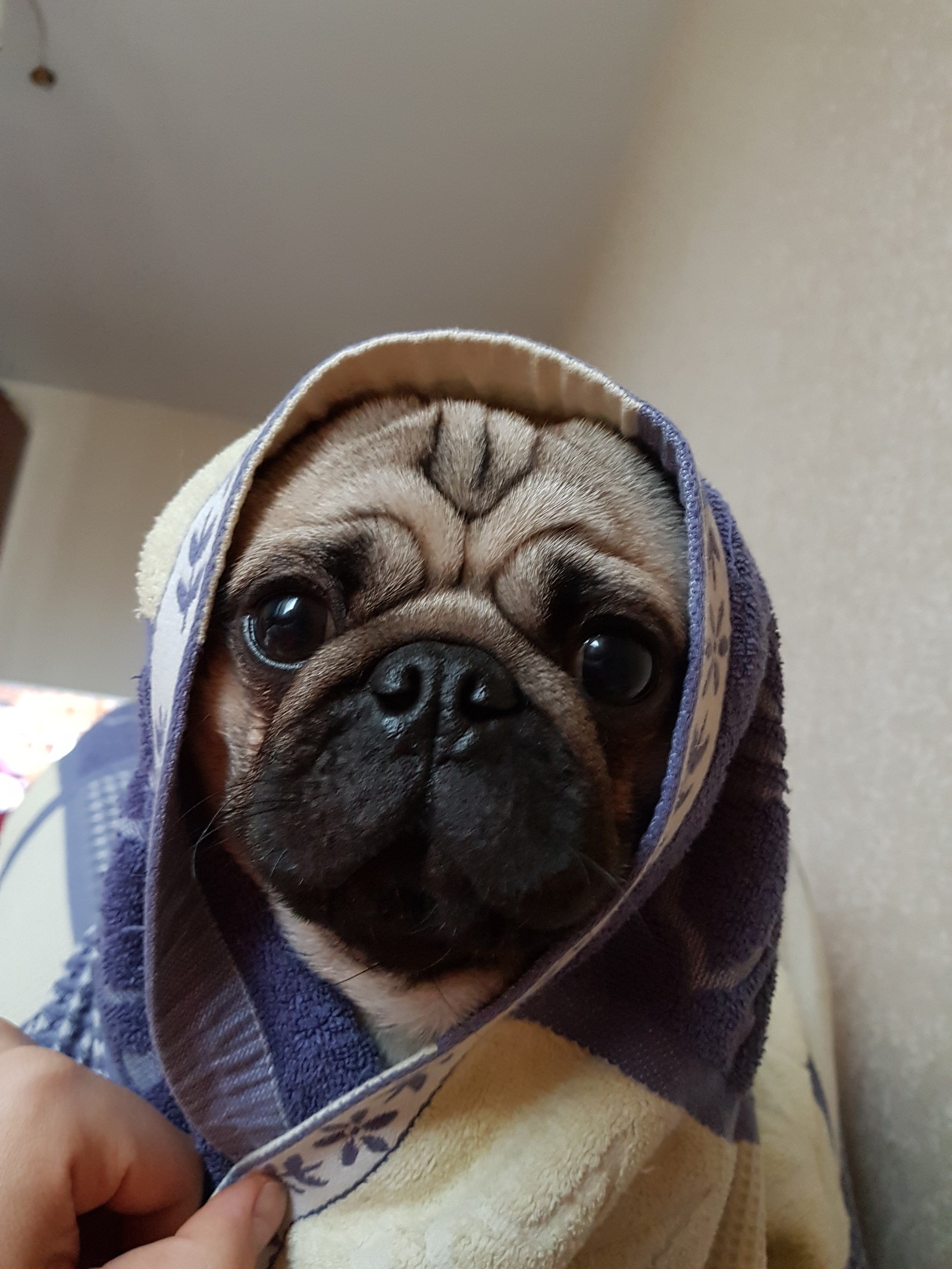 Meet Eric the Pug - My, Pug, Dog, Longpost