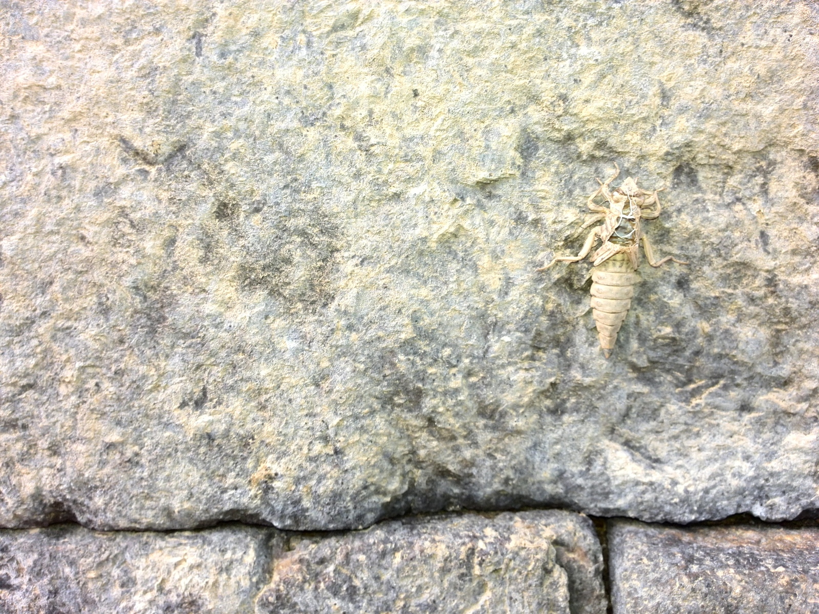 Help identify the creature - My, Insects, Fishing