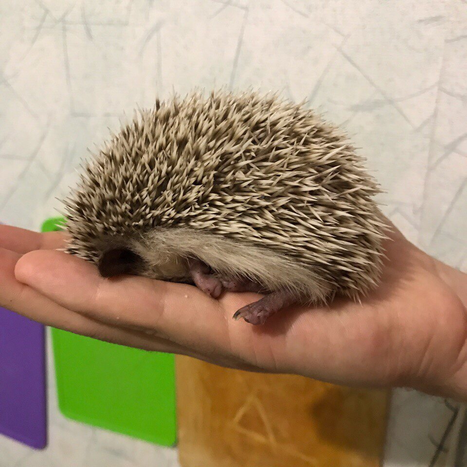 Meet Ricky - My, Hedgehog, African pygmy hedgehog, Longpost