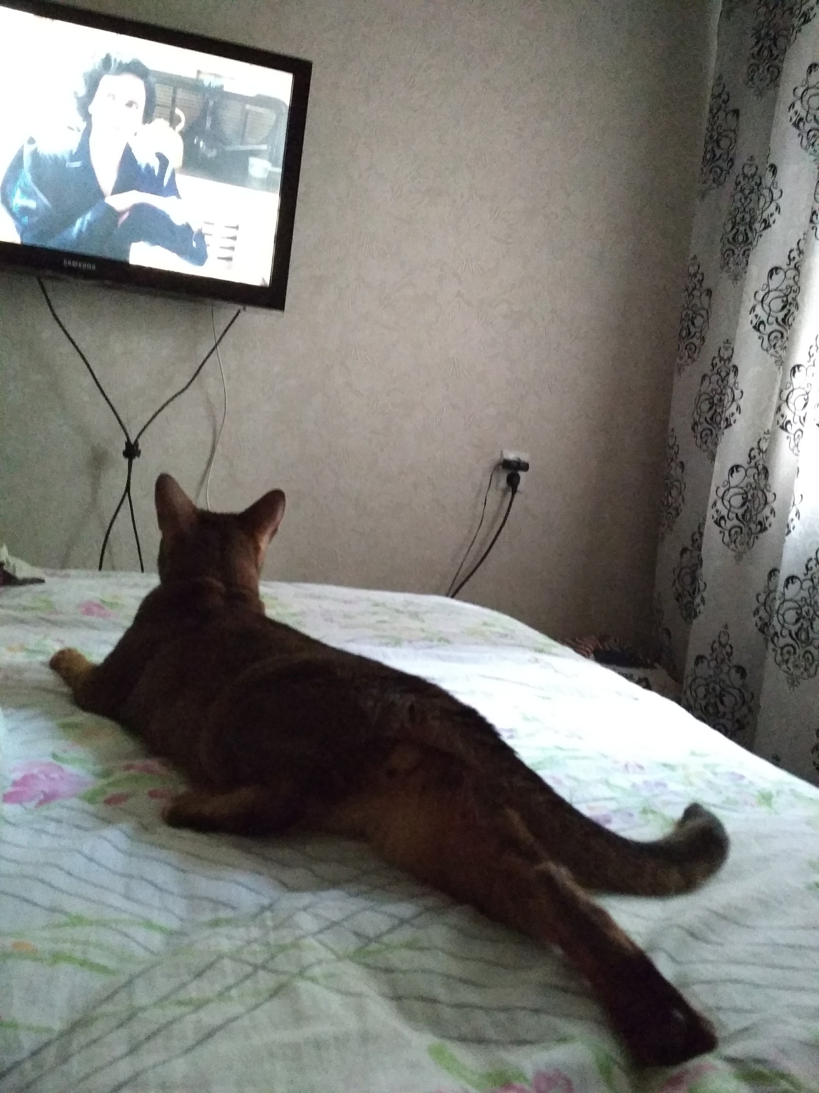 A little bit of a cat in your feed, dear :3 - My, Abyssinian cat, cat, Handsome men, Longpost