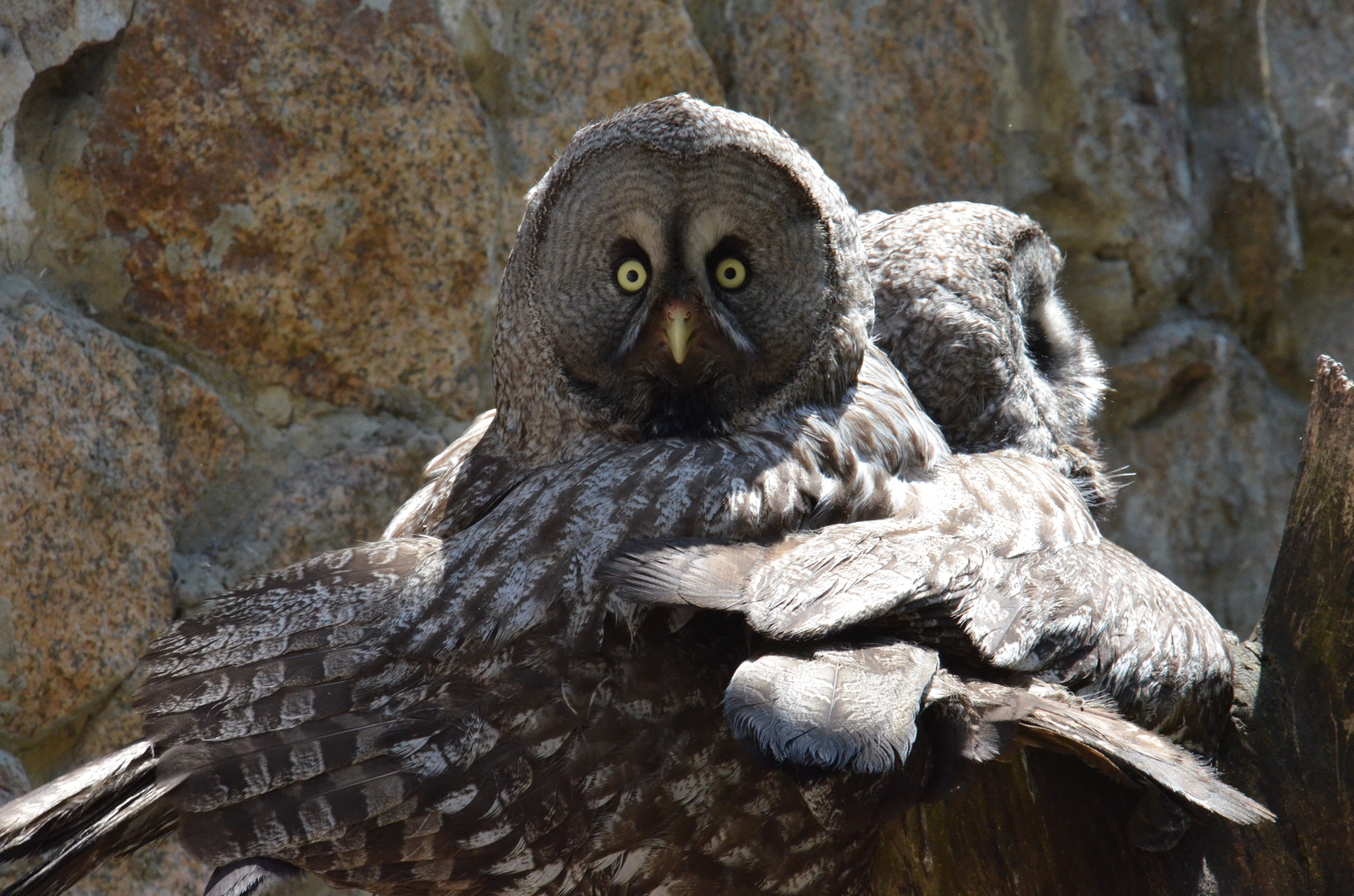 You mean it's Friday already? - My, Chelyabinsk Zoo, Zoo, Tawny owl, Owl, Birds, Friday