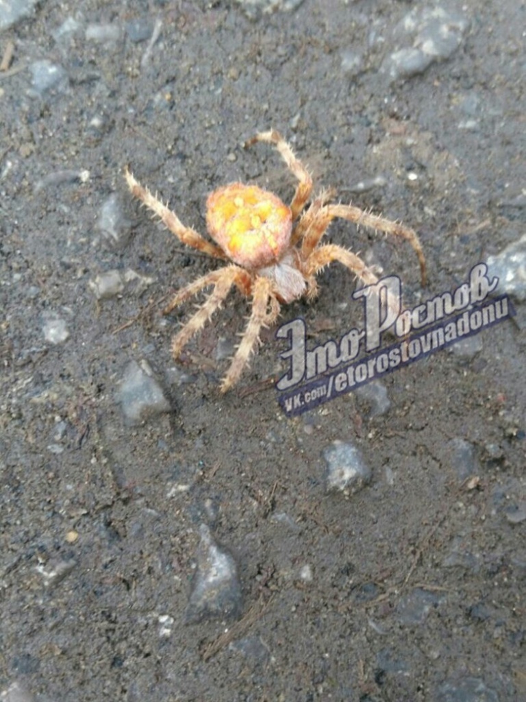 Rostovites were frightened by an unusual spider on a city street - Rostov-on-Don, The street, Spider, Longpost