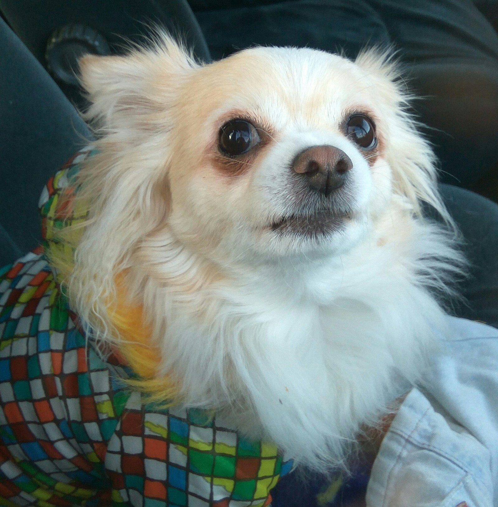 Ох уже эти собаки... | Пикабу