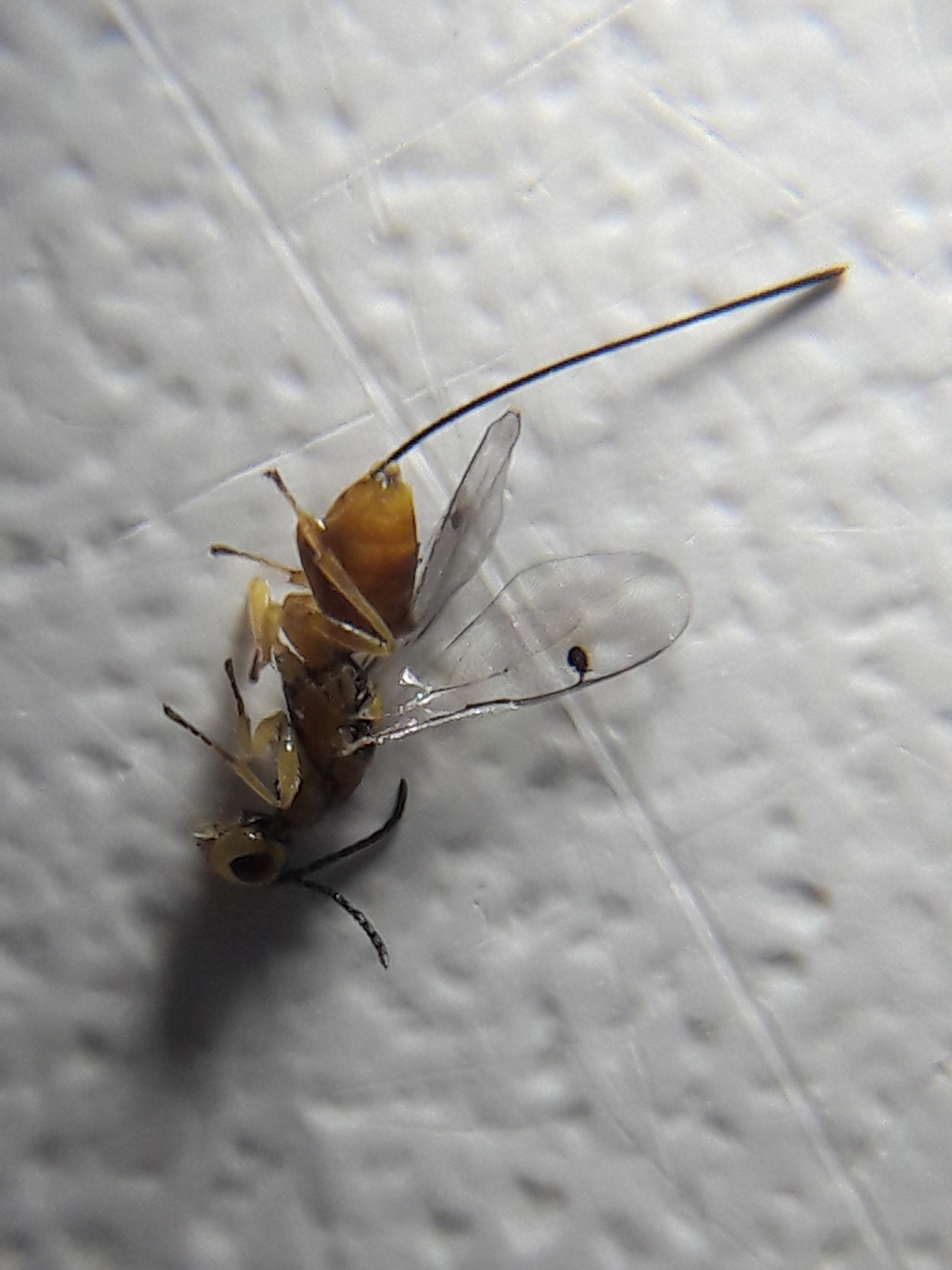 Help identify the insect - My, Insects, , Wasp, Longpost