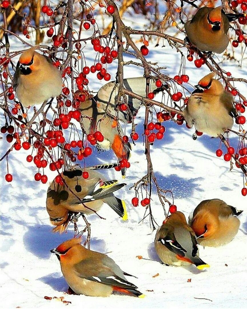 The waxwings have arrived - Waxwing, Rowan, From the network