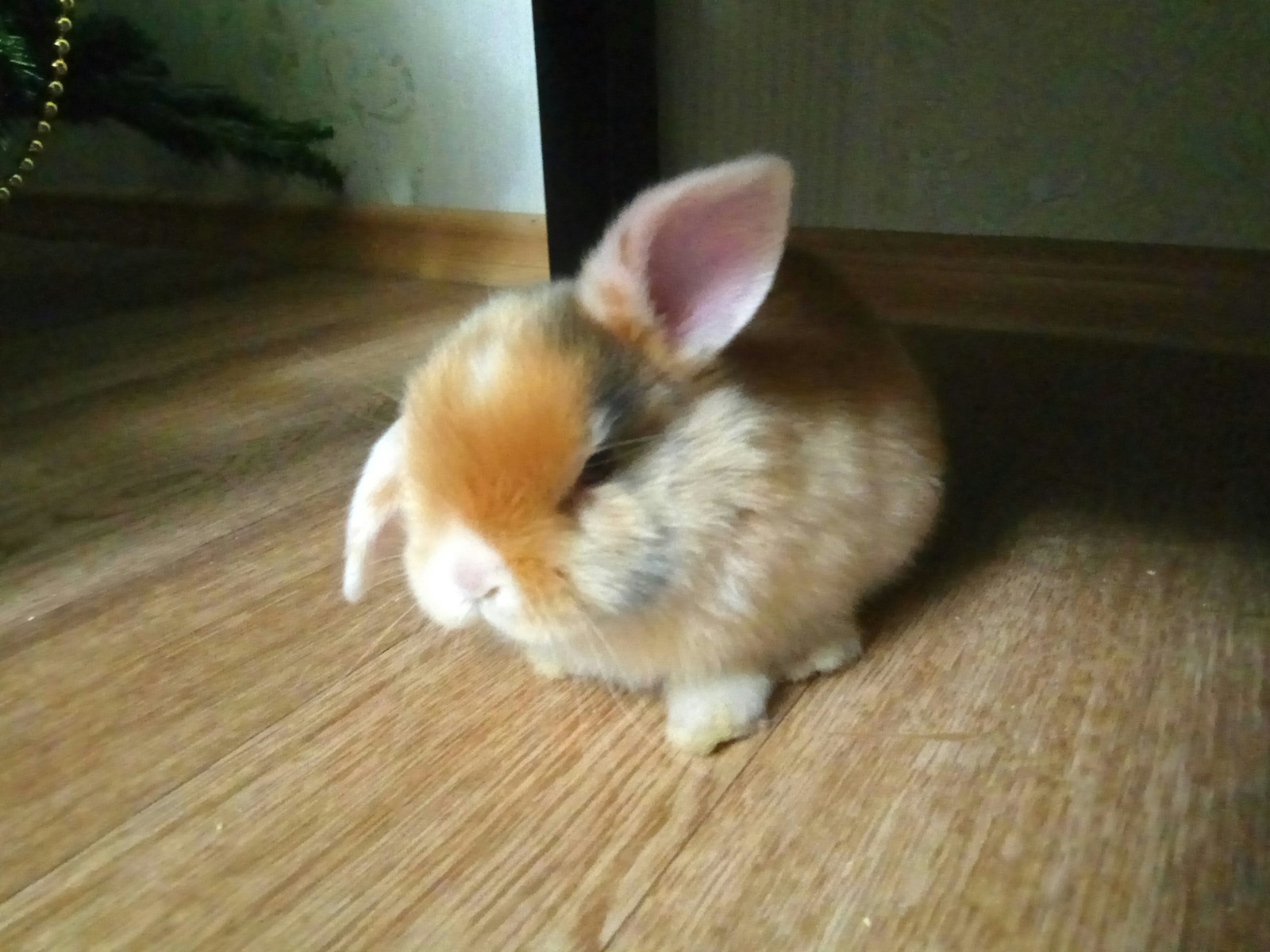 Got another pet - My, Rabbit, Pet, The beast, Fluffy, Longpost, Pets