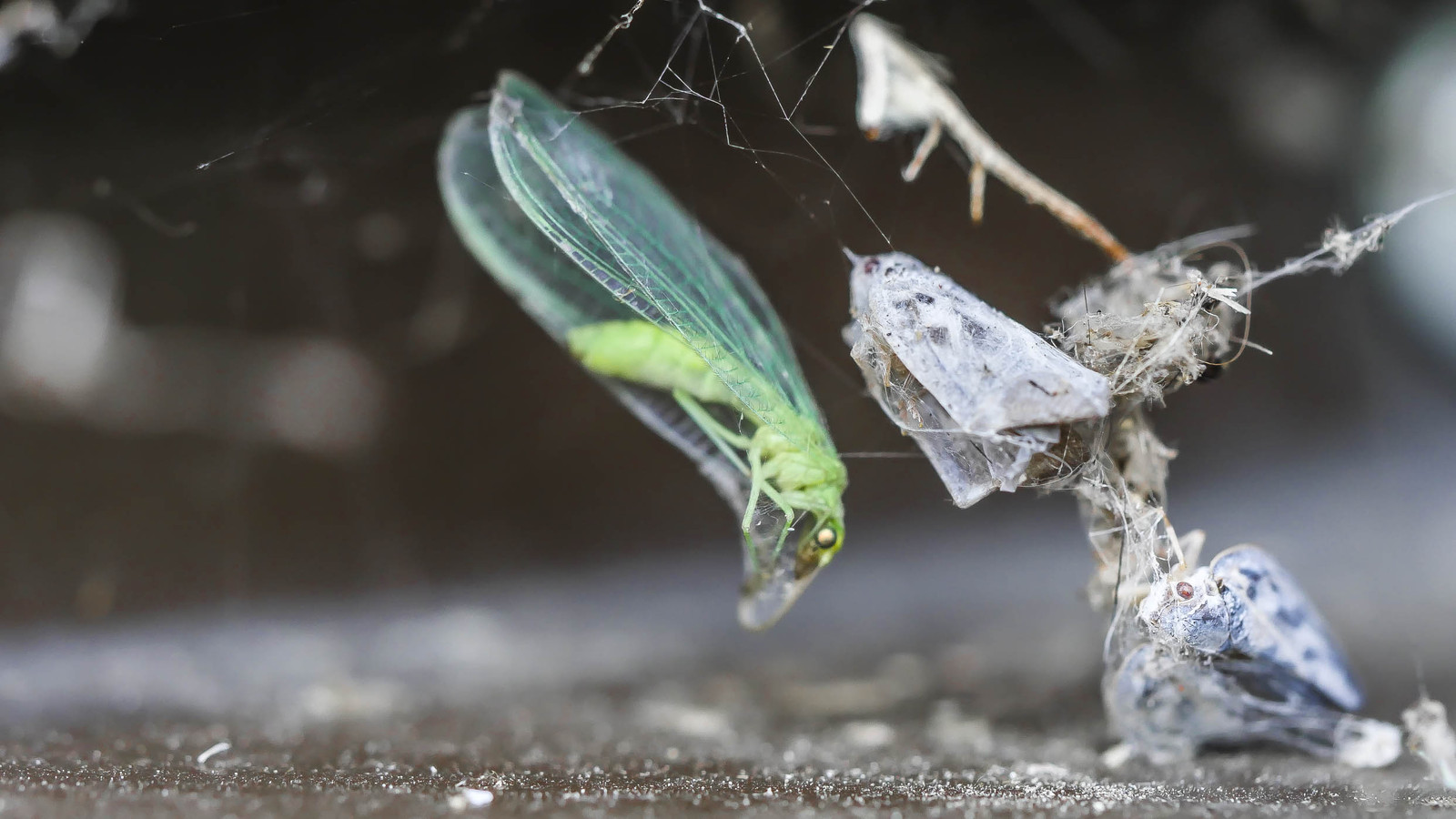 Macro In captivity - My, Panasonic Lumix, Macro, Insects, The photo, Macro photography