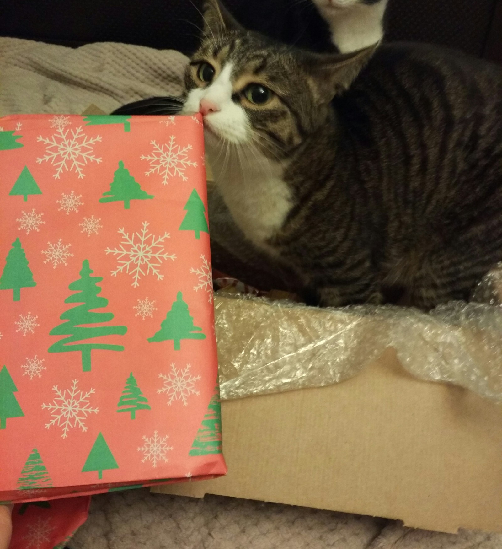 Omsk Santa is the best Santa! - My, Secret Santa, Gift exchange, New Year, Longpost, cat