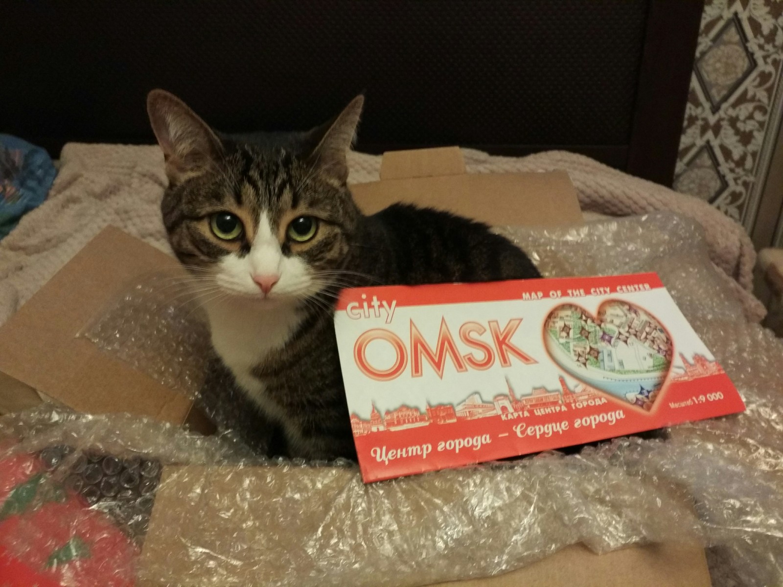 Omsk Santa is the best Santa! - My, Secret Santa, Gift exchange, New Year, Longpost, cat