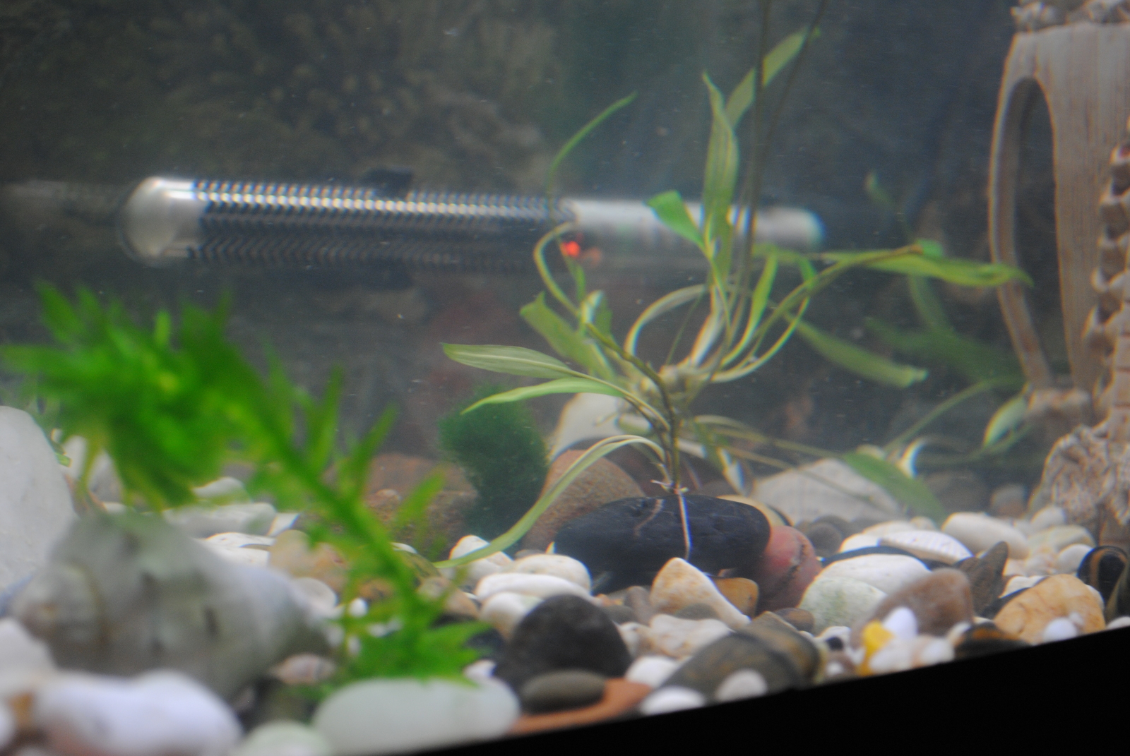 Catfish continue to survive - My, , Aquarium, Aquarium fish, Catfish, Longpost