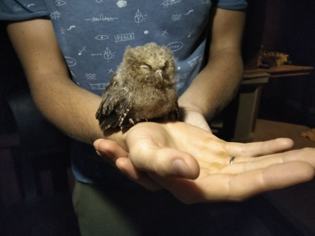 Owlet found, need advice - My, Owl, Help, Need advice, Owl, Longpost, Helping animals