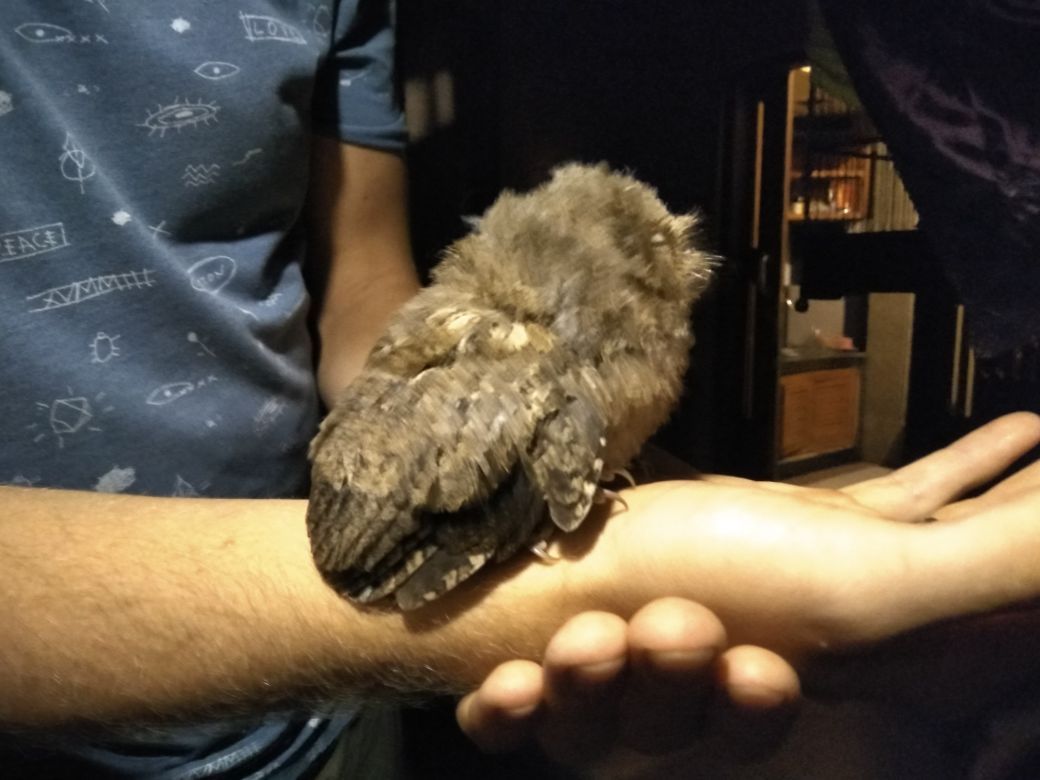 Owlet found, need advice - My, Owl, Help, Need advice, Owl, Longpost, Helping animals