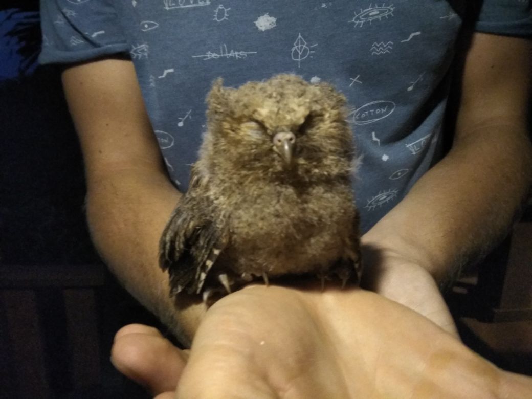 Owlet found, need advice - My, Owl, Help, Need advice, Owl, Longpost, Helping animals