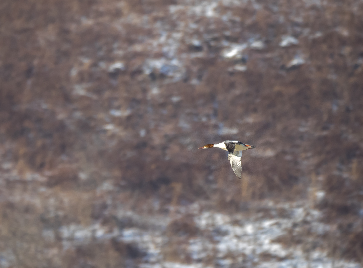 Some more birds - My, Birds, Walk, Nature, Tourism, Pokatushki, Sea, Longpost