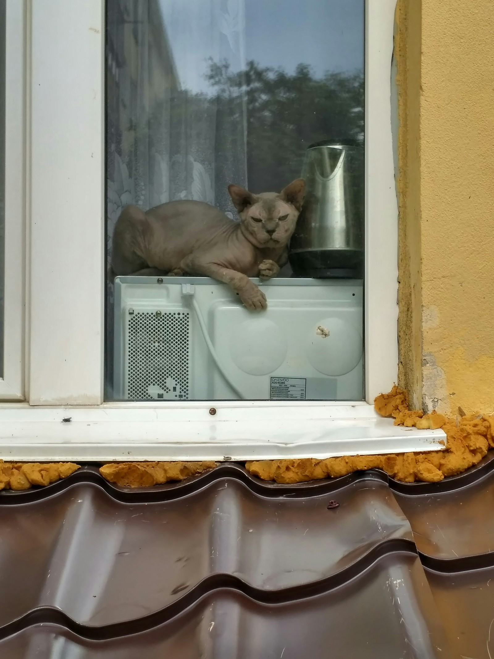 Боже, дай мне знак!.. - Кот, Уфа, Ненависть, Лето, Доброе утро, Сфинкс, Вместо тысячи слов, Длиннопост