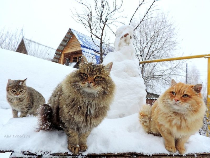 Koshlandia is a huge family of Siberian cats living in Barnaul - cat, Animals, Longpost, Barnaul