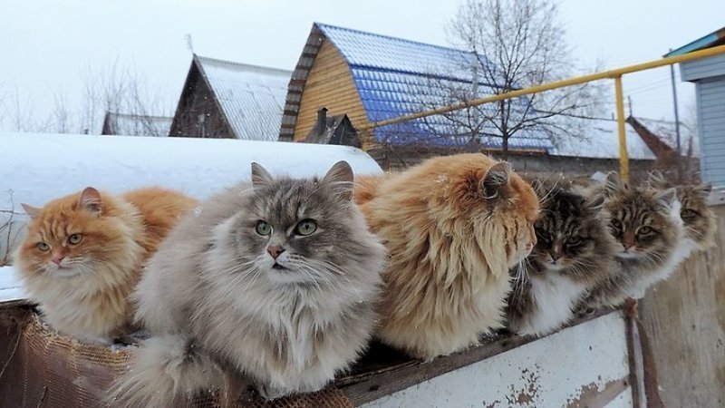 Кошландия — огромная семья сибирских кошек, живущая в Барнауле - Кот, Животные, Длиннопост, Барнаул