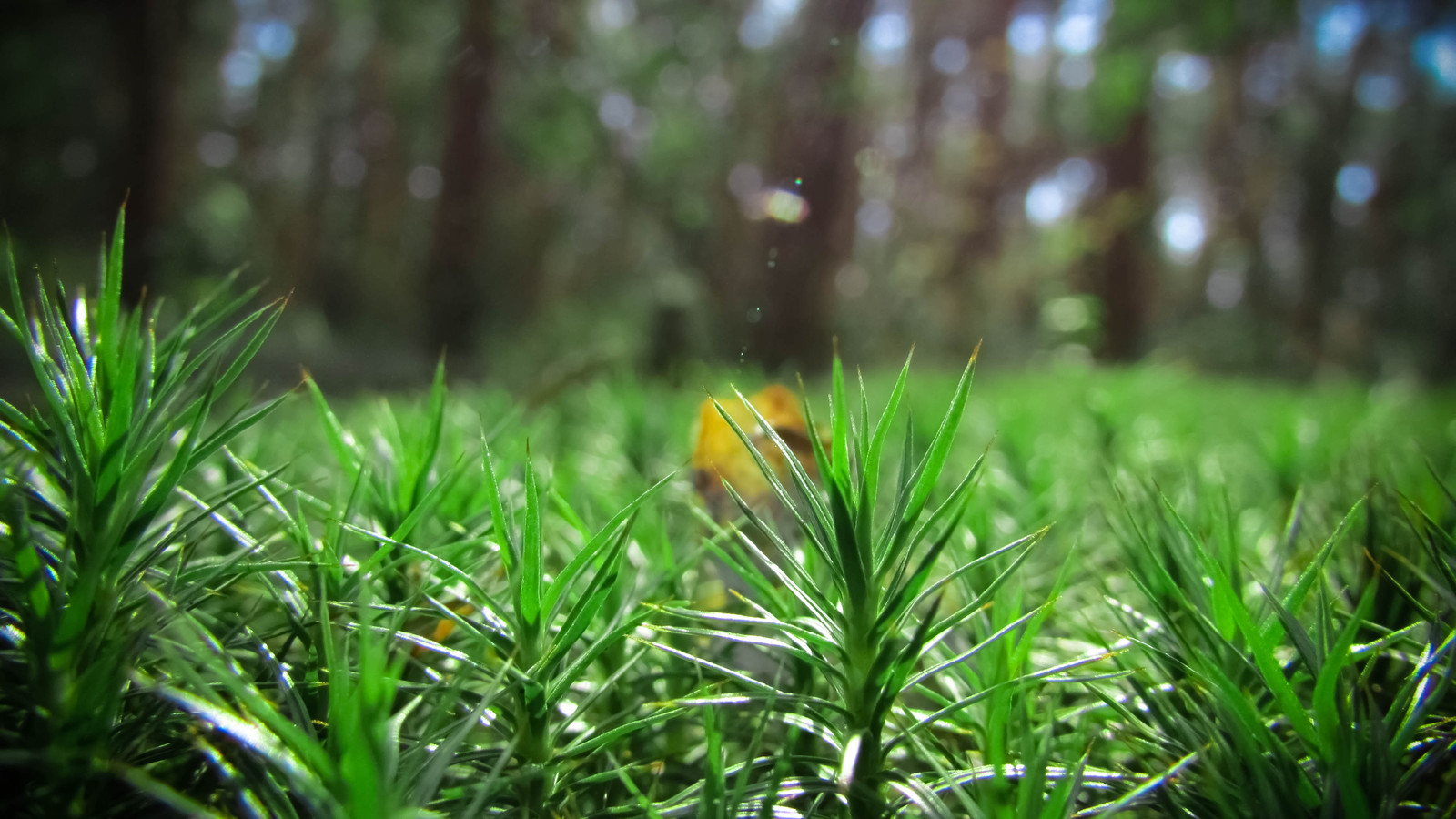 moss post - My, Moss, Macro, , Macro photography