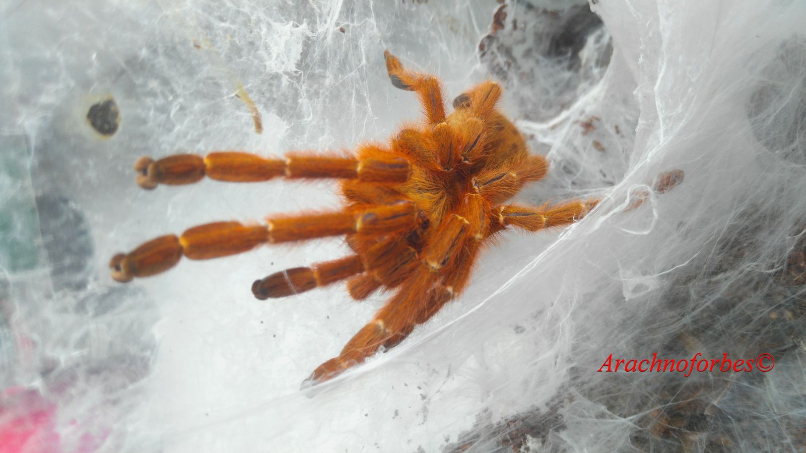 Pterinochilus murinus  RCF - My, Arachnoforbes, Spider, Bird spiders, Tarantula, My, Terrariumistics, , Beginning photographer