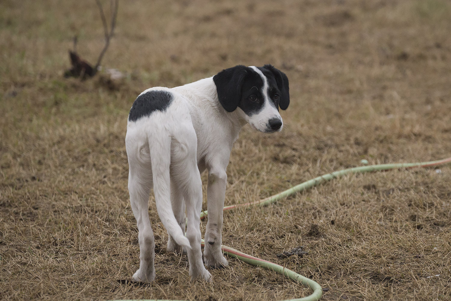 Expectation - My, Dog, Puppies, Moscow, Poems, New Year's miracle, Expectation, Is free, In good hands, Longpost