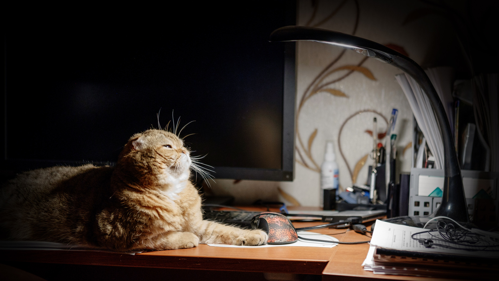 Кот с лампой Мем