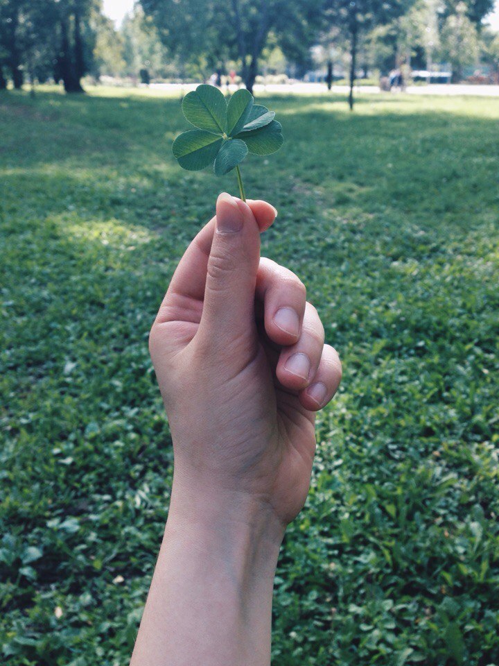 How we searched for four-leaf clover ... - My, Clover, Four-leaf clover, Find, Luck